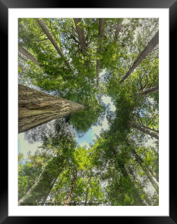 Redwood overhead canopy view Framed Mounted Print by Sam Norris