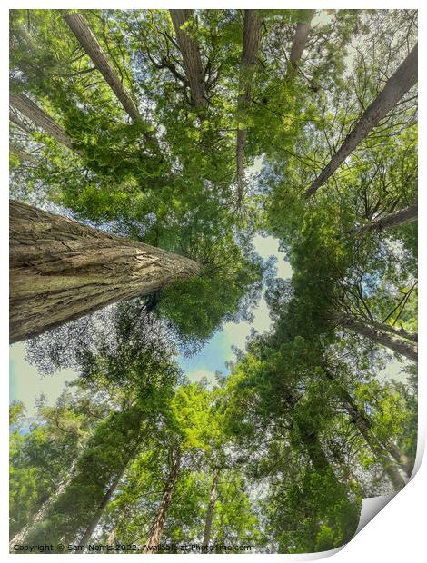 Redwood overhead canopy view Print by Sam Norris