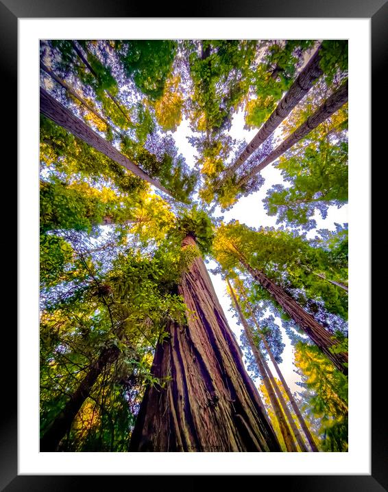 Redwood canopy view Framed Mounted Print by Sam Norris
