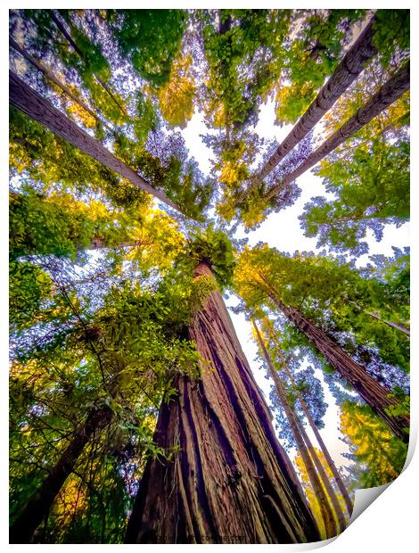 Redwood canopy view Print by Sam Norris
