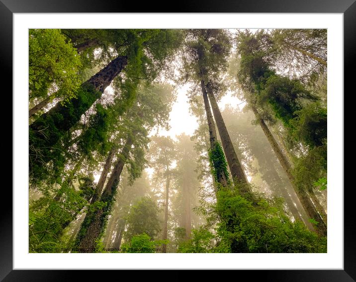 Foggy Redwoods Framed Mounted Print by Sam Norris