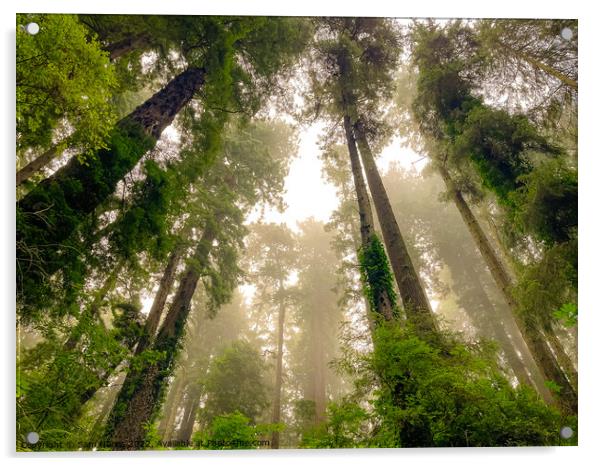 Foggy Redwoods Acrylic by Sam Norris