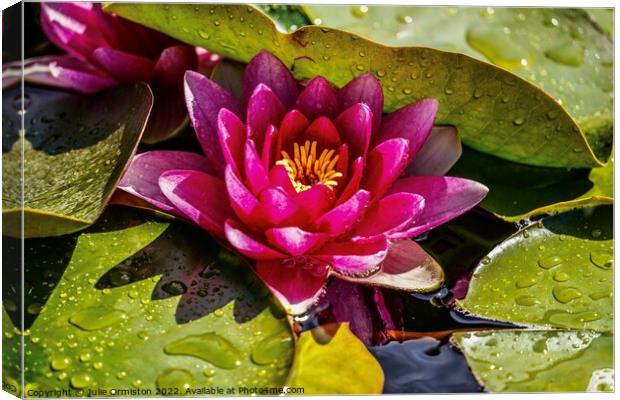 Pink Water Lily Canvas Print by Julie Ormiston