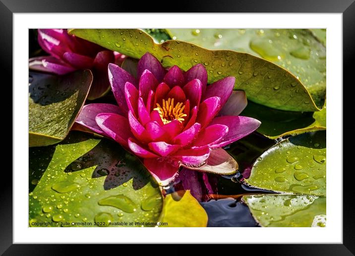 Pink Water Lily Framed Mounted Print by Julie Ormiston
