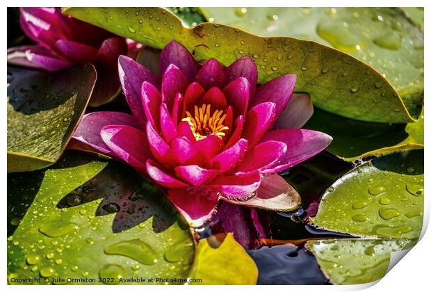 Pink Water Lily Print by Julie Ormiston
