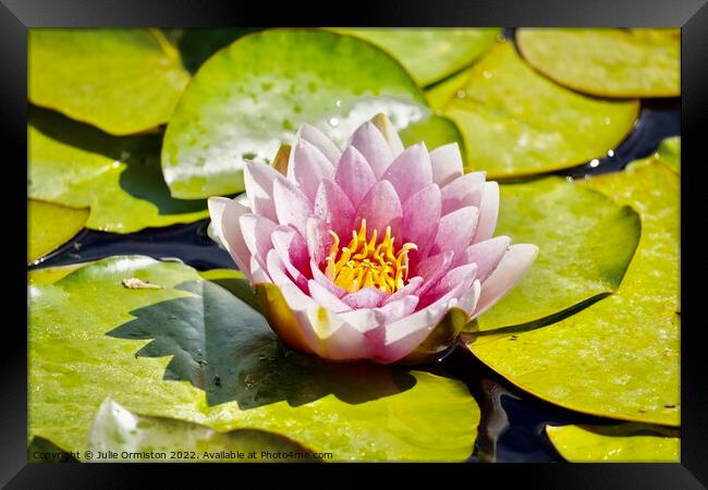Pink Water Lily Framed Print by Julie Ormiston