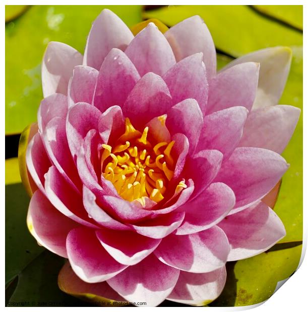 Water Lily Print by Julie Ormiston