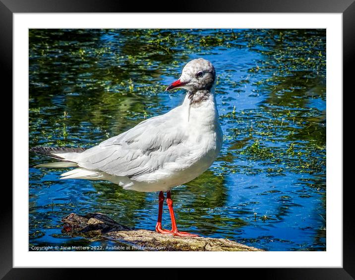 Perches on a Log Framed Mounted Print by Jane Metters
