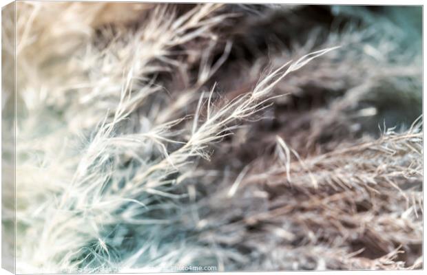 Dried Grasses with Autumnal Tones Canvas Print by Pamela Reynolds