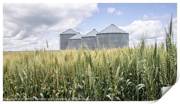 Grain Bins in a Wheat Field Print by STEPHEN THOMAS