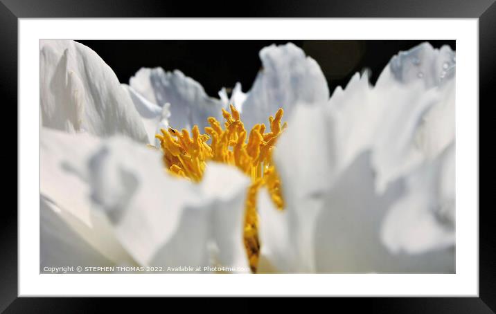 Fly on a peony Framed Mounted Print by STEPHEN THOMAS