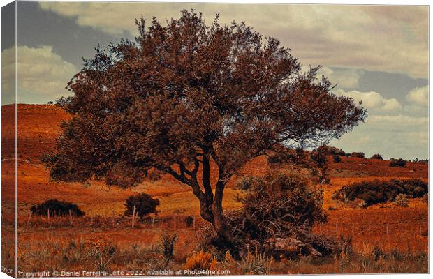 Uruguay countryside landscape Canvas Print by Daniel Ferreira-Leite