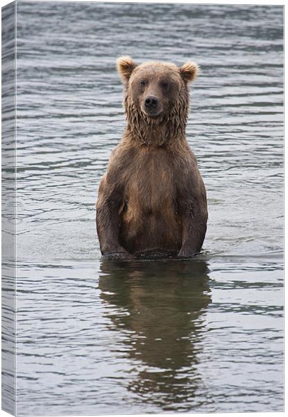 Alaskan Brown Bear Canvas Print by Gail Johnson