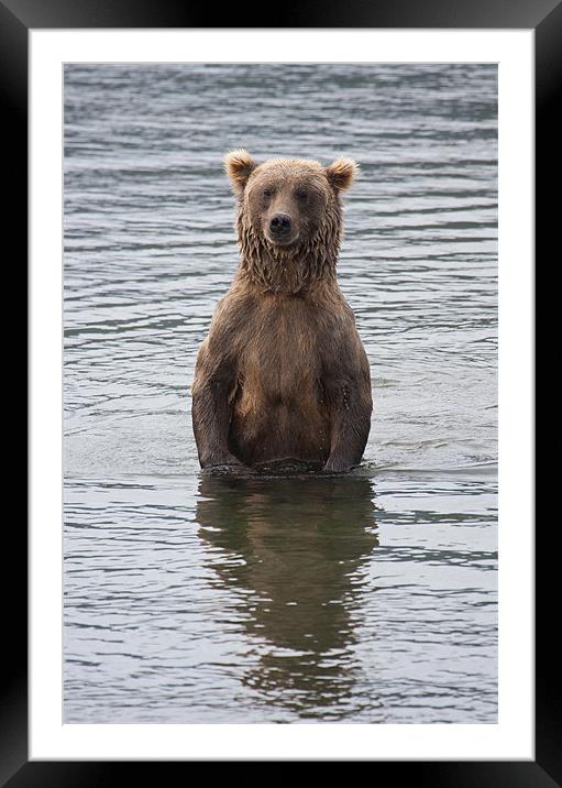 Alaskan Brown Bear Framed Mounted Print by Gail Johnson