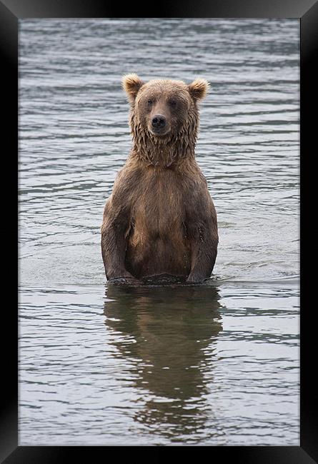 Alaskan Brown Bear Framed Print by Gail Johnson