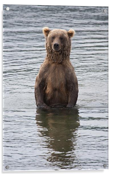 Alaskan Brown Bear Acrylic by Gail Johnson