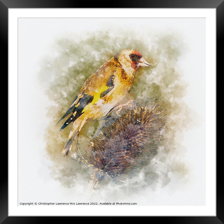 Goldfinch on Teasel Framed Mounted Print by Christopher Lawrence Mrs Lawrence