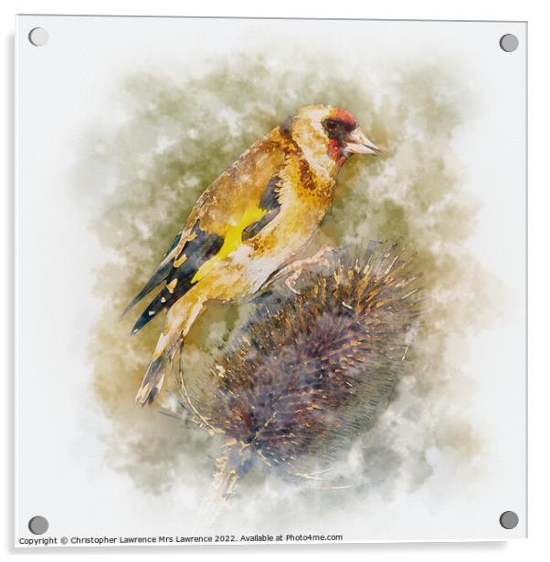 Goldfinch on Teasel Acrylic by Christopher Lawrence Mrs Lawrence