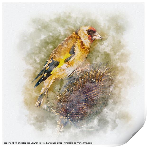 Goldfinch on Teasel Print by Christopher Lawrence Mrs Lawrence