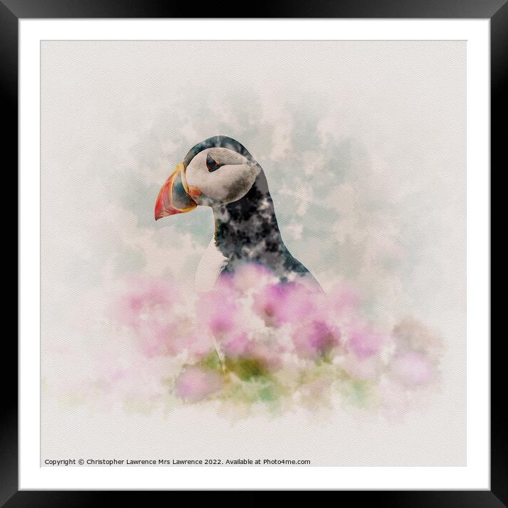 Puffin among Sea Thrift Framed Mounted Print by Christopher Lawrence Mrs Lawrence