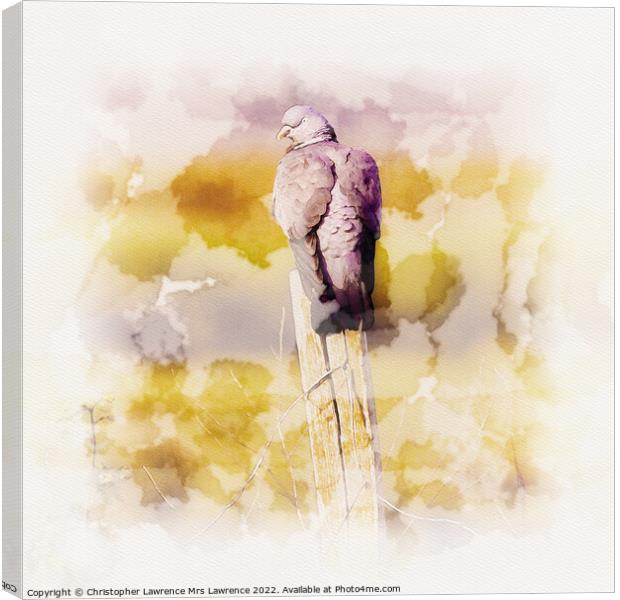 Wood Pigeon on Post Canvas Print by Christopher Lawrence Mrs Lawrence