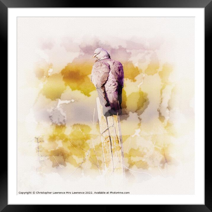Wood Pigeon on Post Framed Mounted Print by Christopher Lawrence Mrs Lawrence