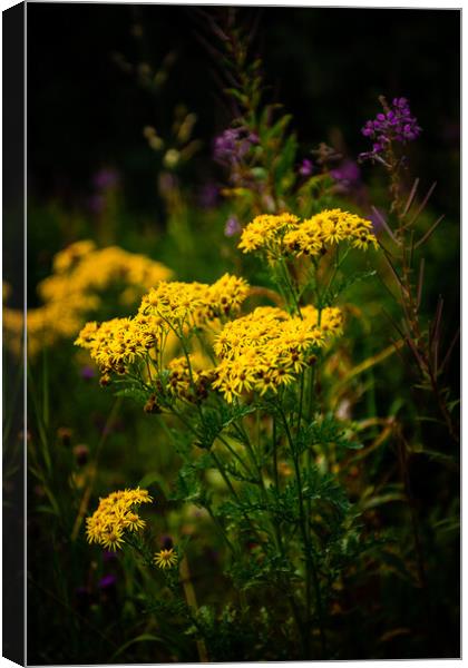 Outdoor field Canvas Print by christian maltby