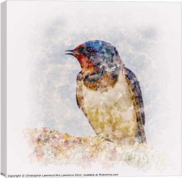 Swallow on Rock Canvas Print by Christopher Lawrence Mrs Lawrence