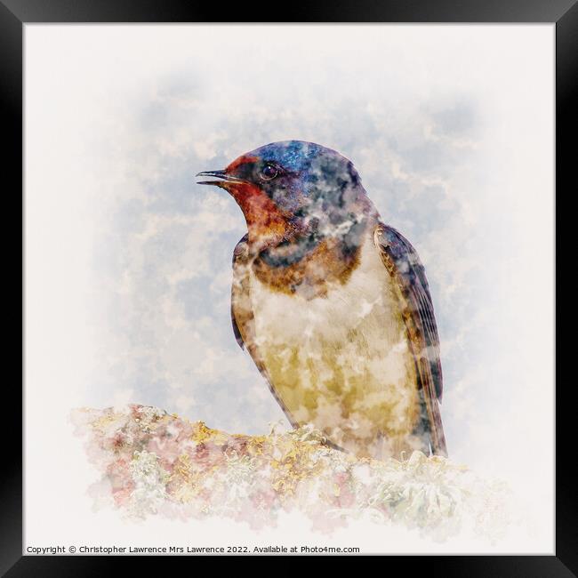 Swallow on Rock Framed Print by Christopher Lawrence Mrs Lawrence