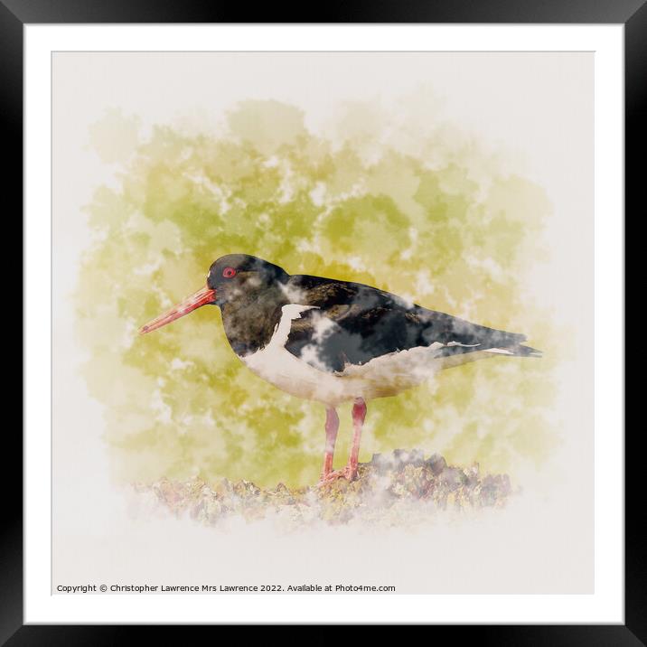 Oystercatcher standing on Rock Framed Mounted Print by Christopher Lawrence Mrs Lawrence