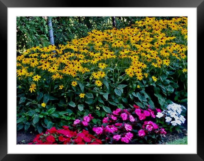 Flower in the garden Framed Mounted Print by Stephanie Moore