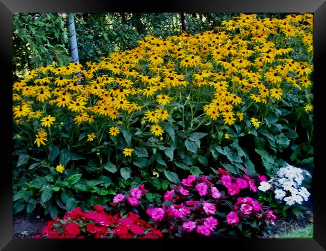 Flower in the garden Framed Print by Stephanie Moore