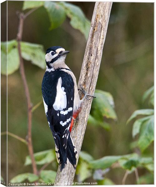 Great Spotted Woodpecker Canvas Print by Derek Whitton
