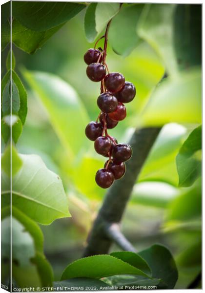 Chokecherries Canvas Print by STEPHEN THOMAS