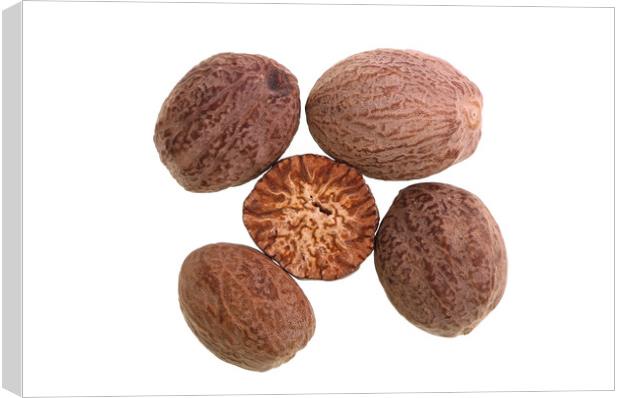 Nutmeg – Seed of Nutmeg Tree Canvas Print by Antonio Ribeiro