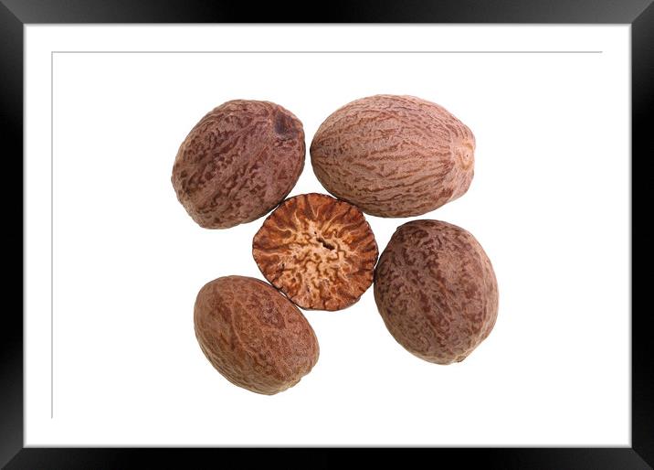 Nutmeg – Seed of Nutmeg Tree Framed Mounted Print by Antonio Ribeiro