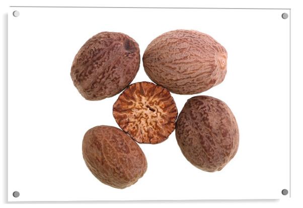 Nutmeg – Seed of Nutmeg Tree Acrylic by Antonio Ribeiro