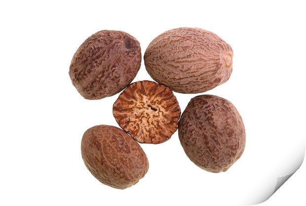 Nutmeg – Seed of Nutmeg Tree Print by Antonio Ribeiro