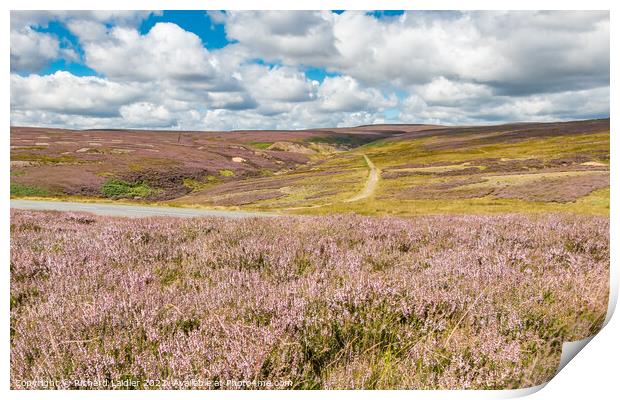 Flowering Heather at Little Eggleshope, Teesdale Print by Richard Laidler