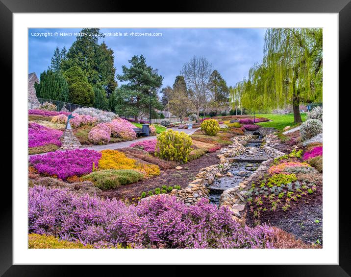 The Heather Collection, Rodney Gardens, Perth  Framed Mounted Print by Navin Mistry