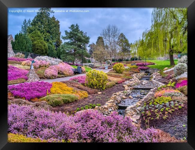 The Heather Collection, Rodney Gardens, Perth  Framed Print by Navin Mistry
