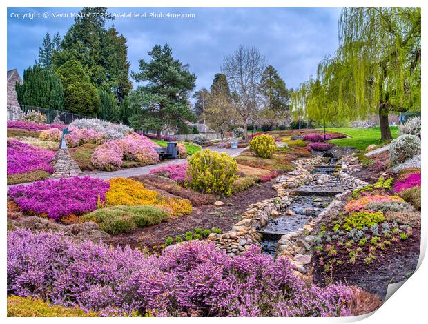 The Heather Collection, Rodney Gardens, Perth  Print by Navin Mistry