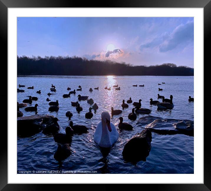 Swans and Ducks in the sunset Framed Mounted Print by Leonard Hall