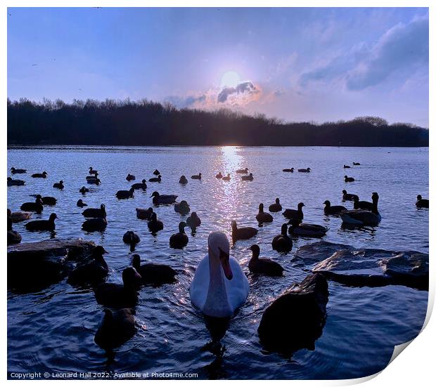 Swans and Ducks in the sunset Print by Leonard Hall