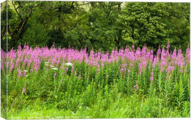 Rosebay Willowherb on the Side of the Road from Sedbergh to Kirby Stephen  Canvas Print by Nick Jenkins
