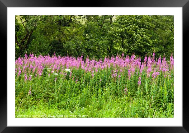 Rosebay Willowherb on the Side of the Road from Sedbergh to Kirby Stephen  Framed Mounted Print by Nick Jenkins