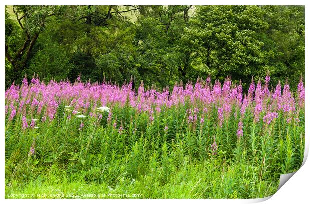 Rosebay Willowherb on the Side of the Road from Sedbergh to Kirby Stephen  Print by Nick Jenkins