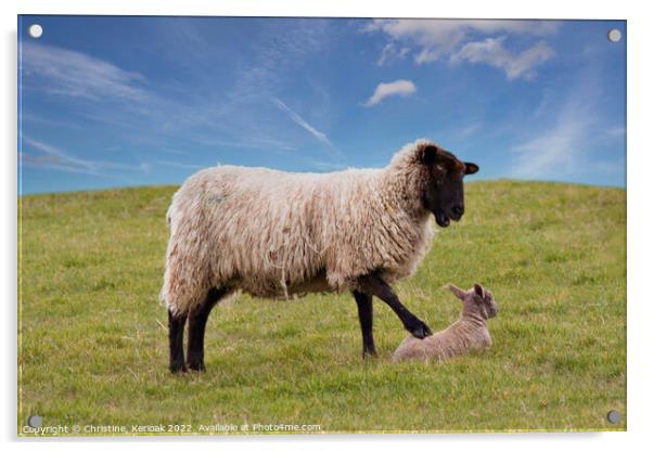 Get Up, Says this Mother to her Lamb Acrylic by Christine Kerioak