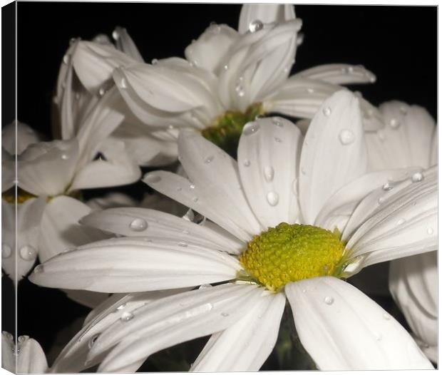 Large White Daisies. Canvas Print by Becky Dix