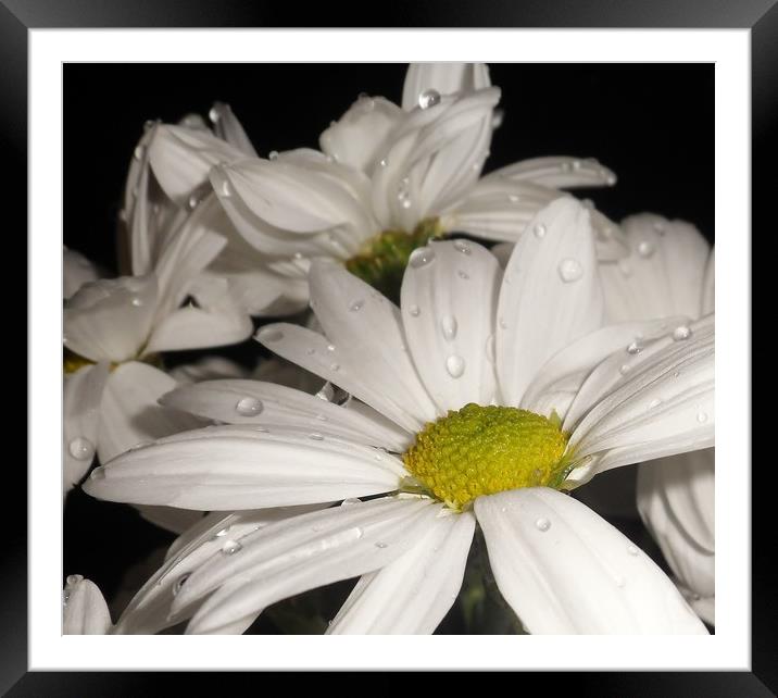 Large White Daisies. Framed Mounted Print by Becky Dix